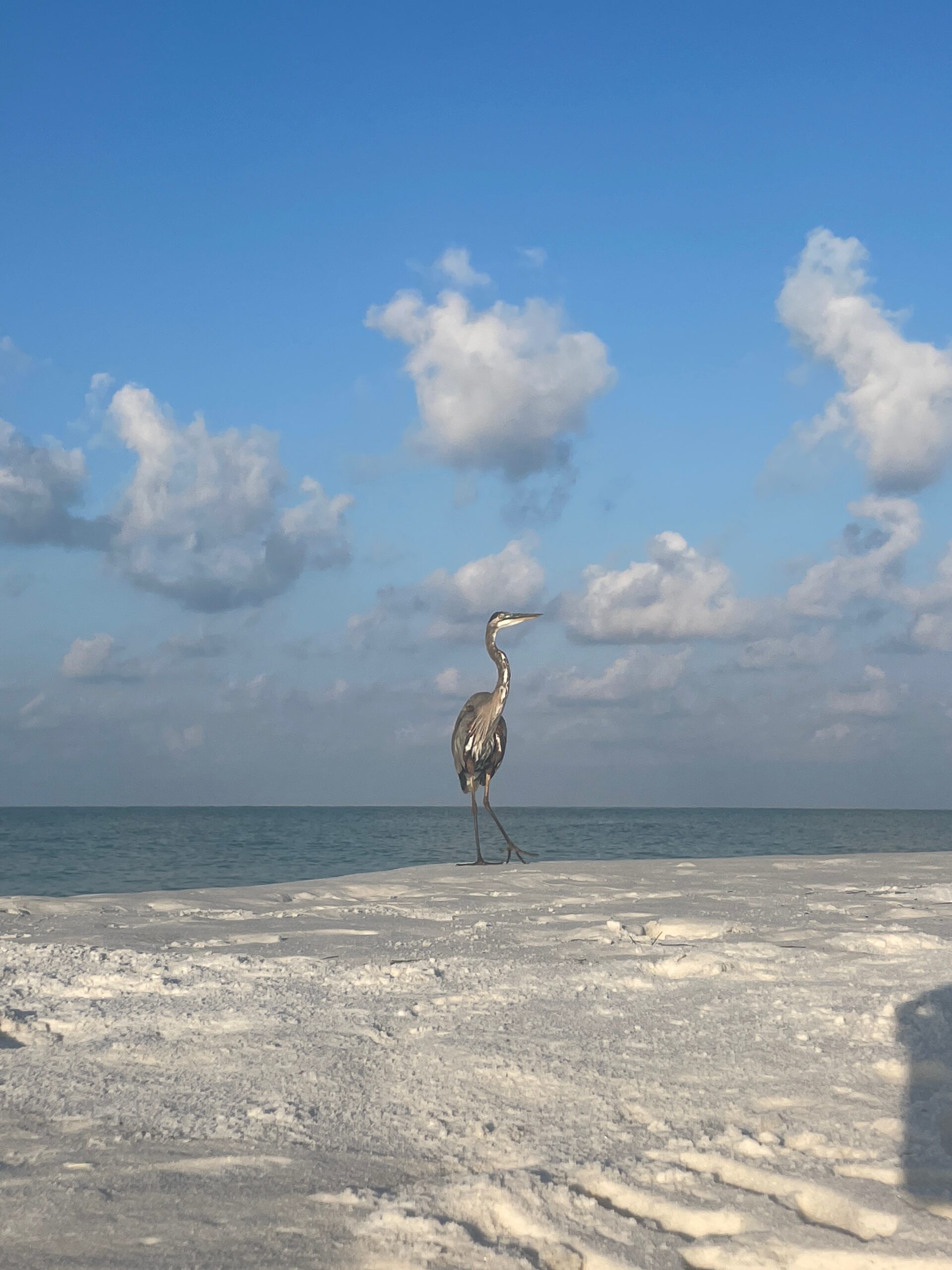 Blue Heron at Santa Rosa Beach