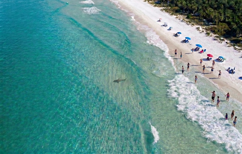 Shark Attacks on Emerald Coast